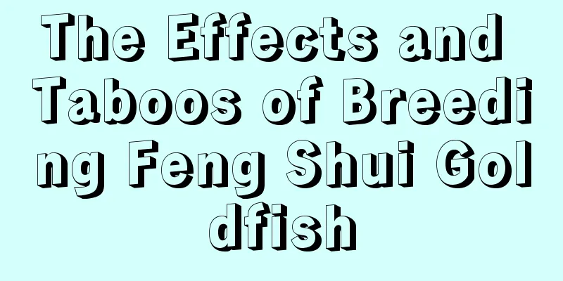 The Effects and Taboos of Breeding Feng Shui Goldfish